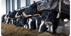 Dairy Farm ROI: The Value of Precision Feeding