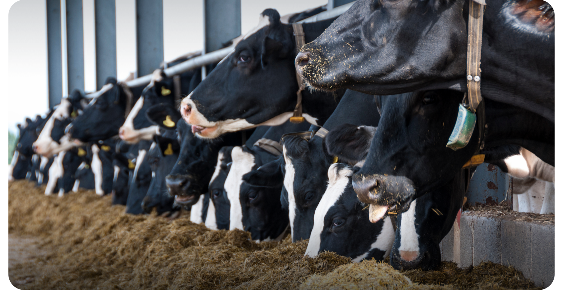 Dairy Farm ROI: The Value of Precision Feeding