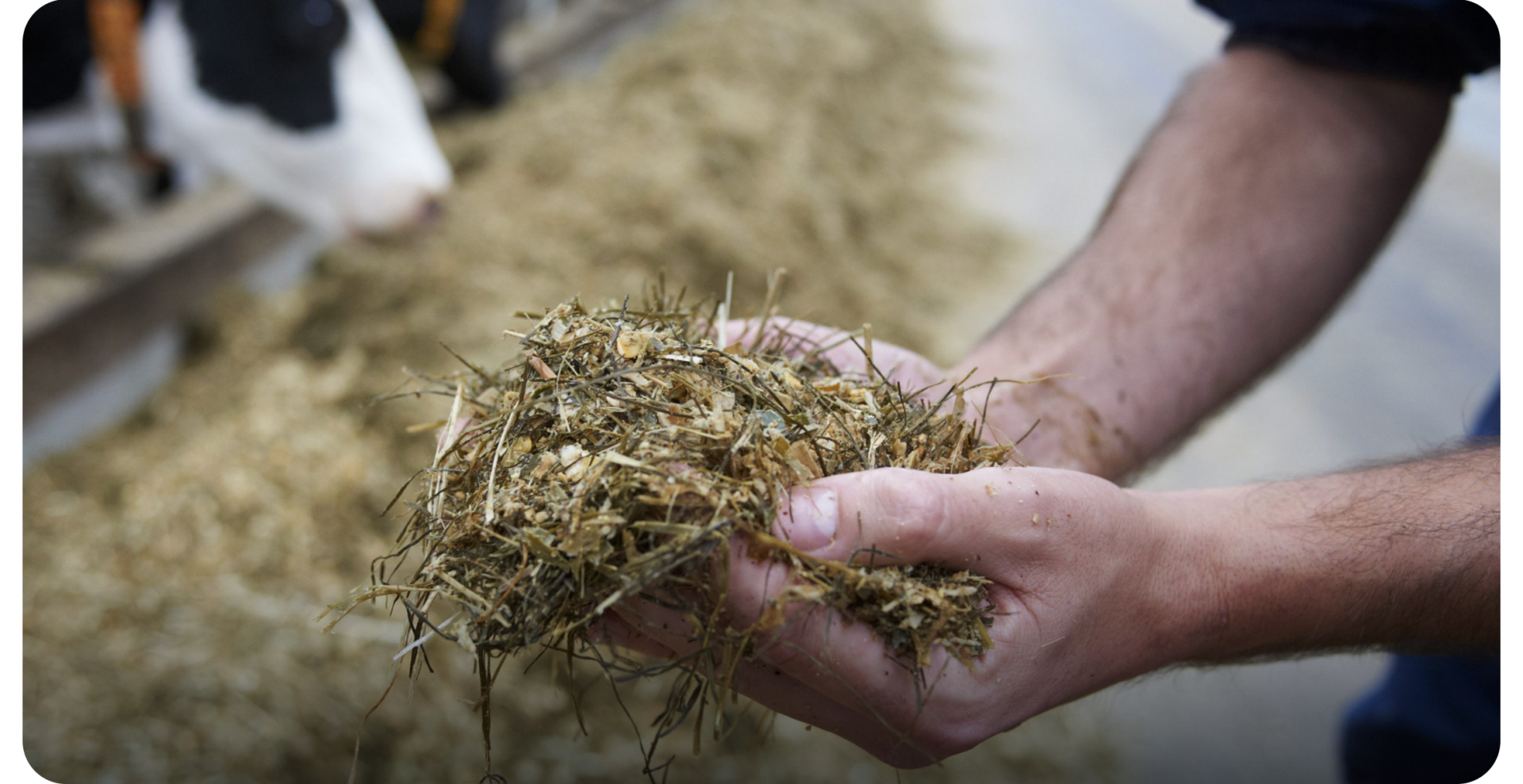 Why TMR Homogeneity is the first step towards Precision Feeding