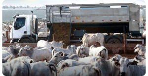Why Feeding Software Is a Game-Changer for Beef Cattle Operations