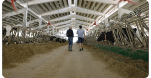 Daily digital feeding management.Cristian Rotas Perspective